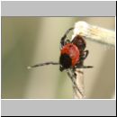 Ixodida sp - Zecke 01a.jpg